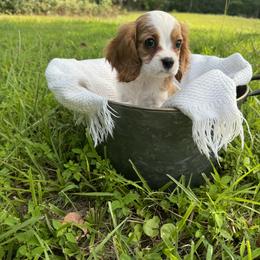 Cavalier King Charles Spaniel Puppies from Freeman's Royal Cavaliers