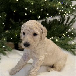 Chase - White male Poodle puppy in Roseville, California from Aura & Luxe Poodles