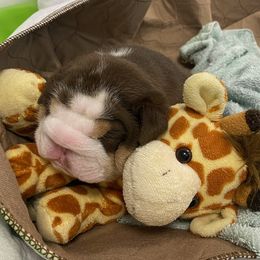 Boy 1 - Bulldog puppy in Newark Valley, New York from T&M Bulldogs