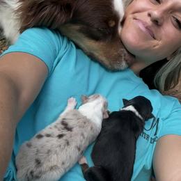 Australian Shepherd and Labrador Retriever Puppies from Triple S Farms