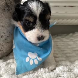 Dazzle - Tri-color male Coton de Tulear puppy in Freeport, Texas from H❤️PE COTONS