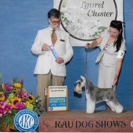 Walker - Miniature Schnauzer