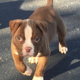 American Bulldogs from Montessa Kennels