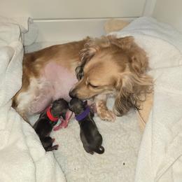 Dachshund puppies from Mighty Paws Manor