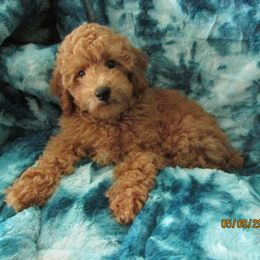 Havanese and Poodle Puppies from Faithful Hearts Kennel