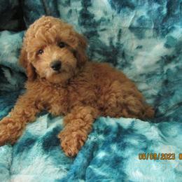 Havanese and Poodle Puppies from Faithful Hearts Kennel