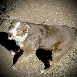 Nikita - Miniature Australian Shepherd
