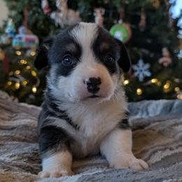 AKC - Quad Clear Tri Colored - Boy 1 - Black and white male Cardigan Welsh Corgi puppy in Tombstone, Arizona from WeVolution Off-Grid