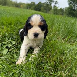 Denim - Black white and tan male English Springer Spaniel puppy in Derby, Vermont from Ledge N' Tree English Springer Spaniels