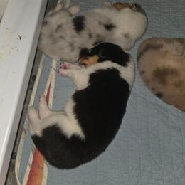 BOY 2 - Black white and tan male Collie puppy in Lafayette, Indiana from Katrina's Collies