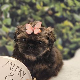 Dixie - Chocolate female Shih Tzu puppy in Mesa, Arizona from House of Zen Shihtzus