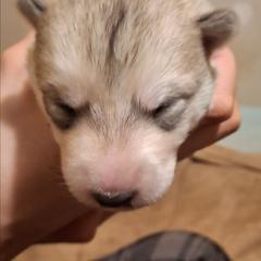 Male 2 - SOLD - male Native American Indian Dog puppy in Glade Hill, Virginia from Indian Valley Kennels