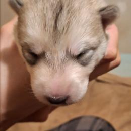 Male 2 - SOLD - male Native American Indian Dog puppy in Glade Hill, Virginia from Indian Valley Kennels