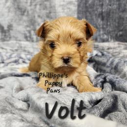 Volt - Gold male Yorkshire Terrier puppy in Adair, Oklahoma from Phillippe's Puppy Paws
