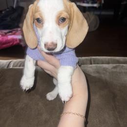 Dachshund Puppies from Lisa’s Teeny Weeny Farm