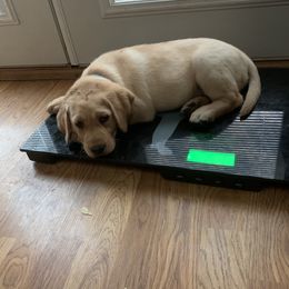 Labrador Retriever Puppies from Cary’s Buck Creek Retrievers