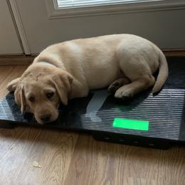 Labrador Retriever Puppies from Cary’s Buck Creek Retrievers