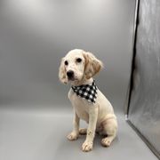 Hector - Orange belton male English Setter puppy in Lake Tomahawk, Ohio from StoneyBrook Setters