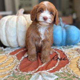 Rose - Caramel female Australian Labradoodle puppy in Nashville, Tennessee from SF Australian Labradoodles