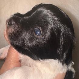 Black parti boy 2 - Parti male Miniature Schnauzer puppy in Pflugerville, Texas from K&K Precious Tx schnauzers