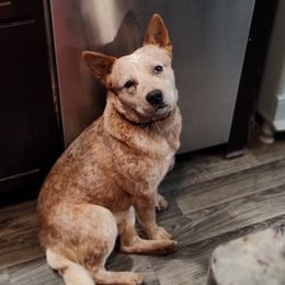 Tiki - Australian Cattle Dog