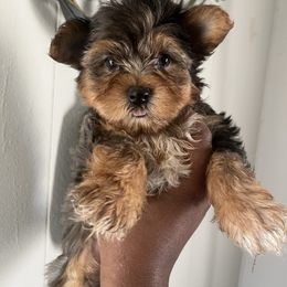 Galaxy(2000) - Merle female Yorkipoo puppy in Gastonia, North Carolina from Precious pups dynasty kennel
