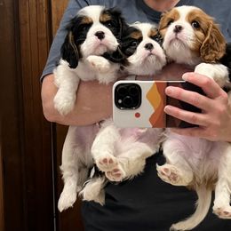 Cavalier King Charles Spaniel Puppies from Southern Valley Cavaliers