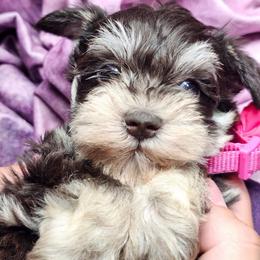 Rose - Liver female Miniature Schnauzer puppy in Sevierville, Tennessee from A&J Miniature Schnauzers