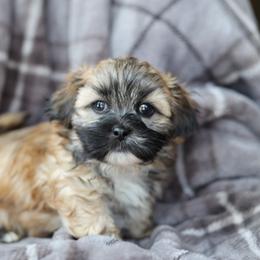 Tucker - Brown male Shichon puppy in House Springs, Missouri from Teddy Bear Cuddles