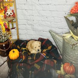 Boy 1 - Apricot Poodle puppy in Johnson City, Tennessee from Northeast TN Standard and Mini Poodles