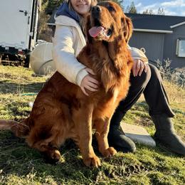 Moto - Golden Retriever