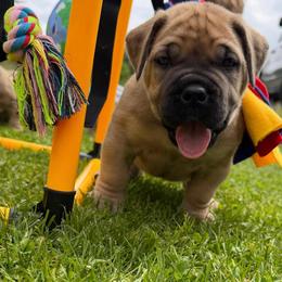 Yellow - Fawn male Boerboel puppy in Callicoon, New York from Southern Pride Boerboels