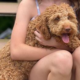Nova - Goldendoodle
