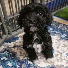 Bisket - Black and white male Cavapoo puppy in Arkansas from Brew House