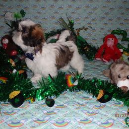 Shih Tzu Puppies from Chibisue Shih Tzus