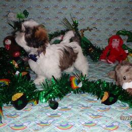 Shih Tzu Puppies from Chibisue Shih Tzus