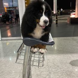 Bernese Mountain Dog and Saint Bernard Puppies from Buendias Ranch
