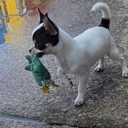 Chihuahuas from CristinaXio Chihuahuas