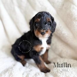 Muffin - Phantom female Bernedoodle puppy in Temecula, California from Brookside Bernedoodles