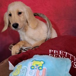 Baby Boy - Light golden Golden Retriever puppy in Loomis, California from Davids Golden Retrievers