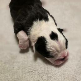 Asena - Black brindle and white female Boston Terrier puppy in Kingsport, Tennessee from Irish Heart Bostons