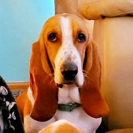 Elle - Basset Hound