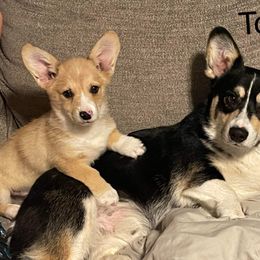 American Corgi All Grown Up from Tori’s Sassy Corgis