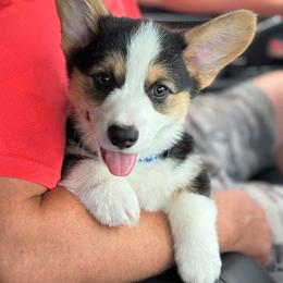 Pembroke Welsh Corgi Puppies from Carousel Corgis