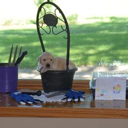 Orange - Golden female Golden Retriever puppy in Webster City, Iowa from Whispering Pines Precious Puppies