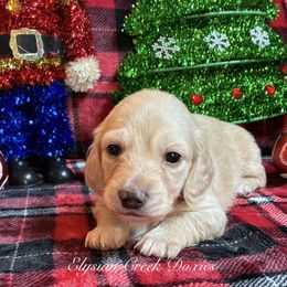 Obi - Cream male Dachshund puppy in Janesville, California from Elysian Creek Doxies