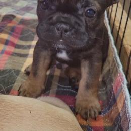 Wild Bill - Fawn male French Bulldog puppy in Ardmore, Oklahoma from Big Ox Bulldogs