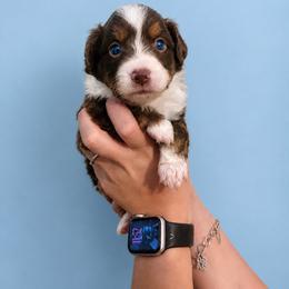 Beaux - Red & white male Toy Australian Shepherd puppy in Princeton, Louisiana from Legacy Hill Aussies