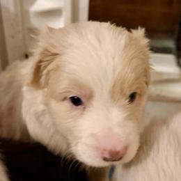 Boy 2 - Gold merle male Border Collie puppy in Lakeview, Michigan from Haven Creek Farm