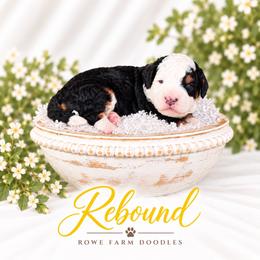 Rebound - Tri-color male Bernedoodle puppy in Henry, Illinois from Rowe Farms Doodles